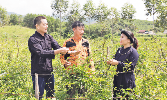 Mở hướng phát triển kinh tế từ cây ba kích tím